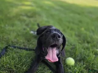 Great Dane dogs Juniper - Ad 3