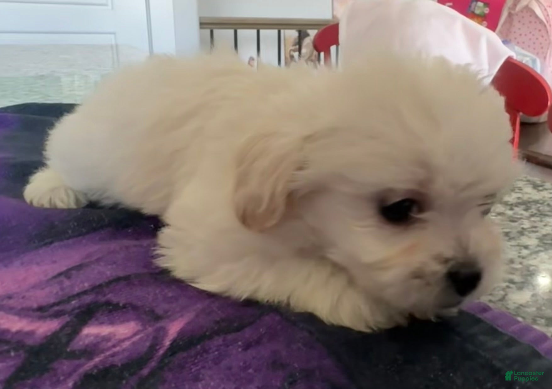 Mixed Breed dogs Polar Bear - Ad 2