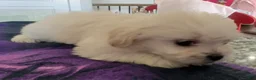 Mixed Breed dogs for sale: Polar Bear - Ad 2