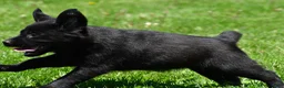 Labrador Retriever dogs for sale: Luna - Ad 3