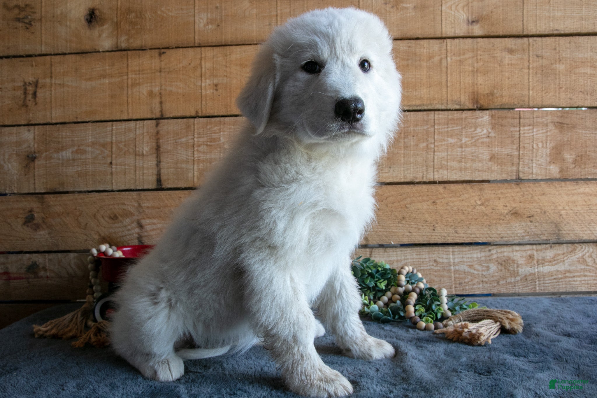 Maremma Sheepdog dogs Dolly - Ad 2