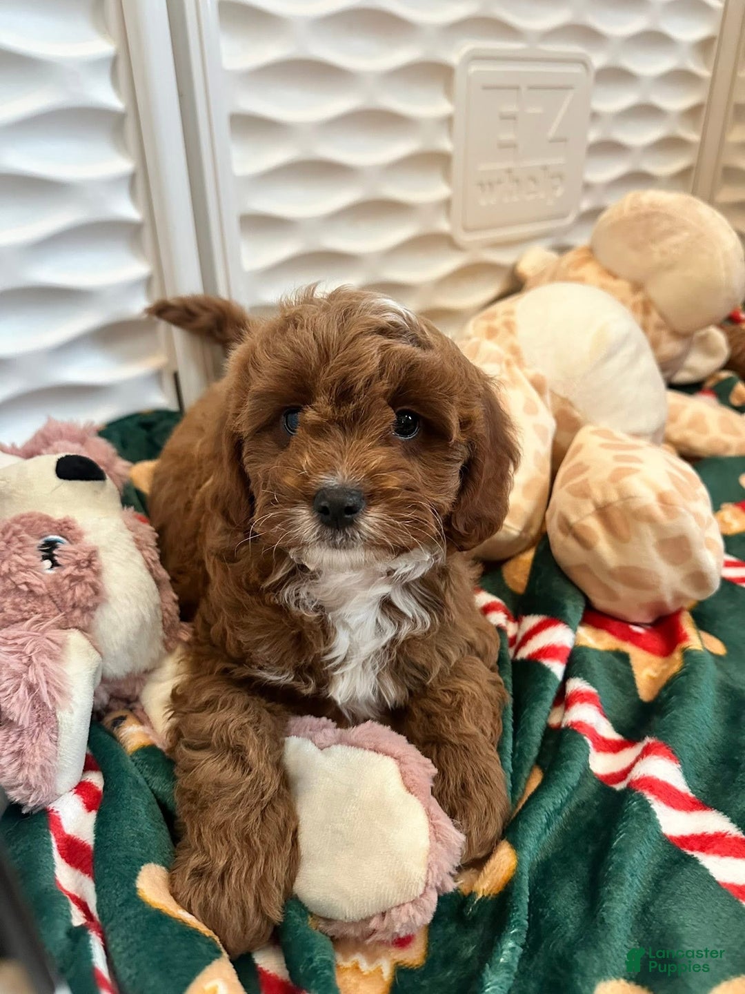 Cavapoo dogs for sale: Jeanette - Ad 2