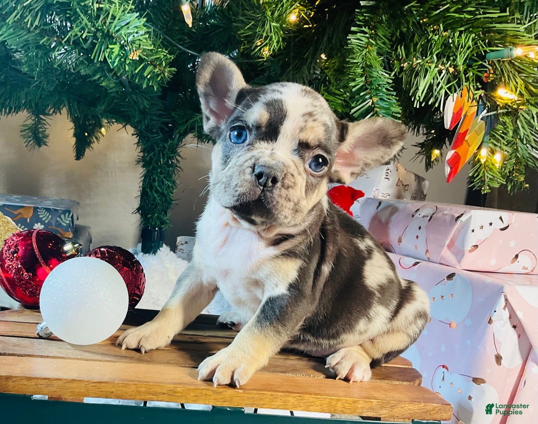 French Bulldog dogs for sale: MILLIE  - Ad 15