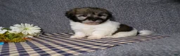 Havanese dogs for sale: Kole - Ad 1