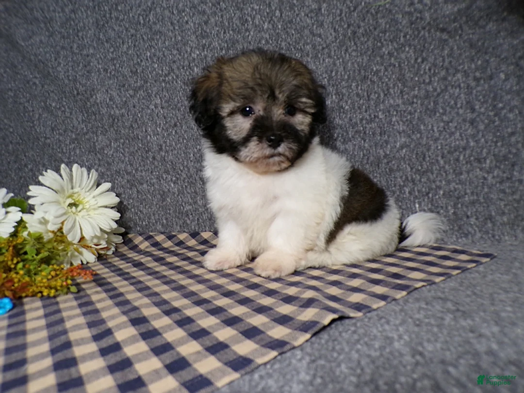 Havanese dogs for sale: Kole - Ad 1