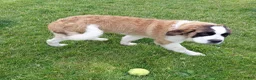 Saint Bernard dogs for sale: Saint Bernard Puppy 1 - Ad 7