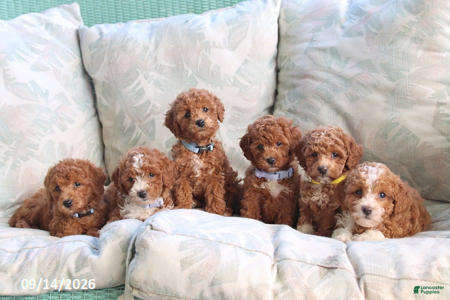 Toy Poodle dogs River - Ad 2