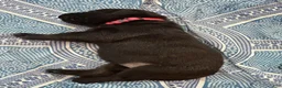 Mixed Breed dogs for sale: Luna - Ad 8