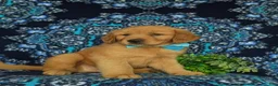 Golden Retriever dogs for sale: Roscoe - Ad 6