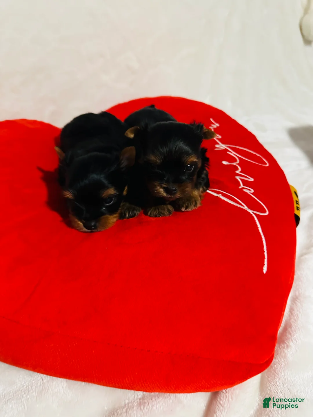 Yorkshire Terrier dogs for sale: Yorkshire Terrier Puppy 4 - Ad 2
