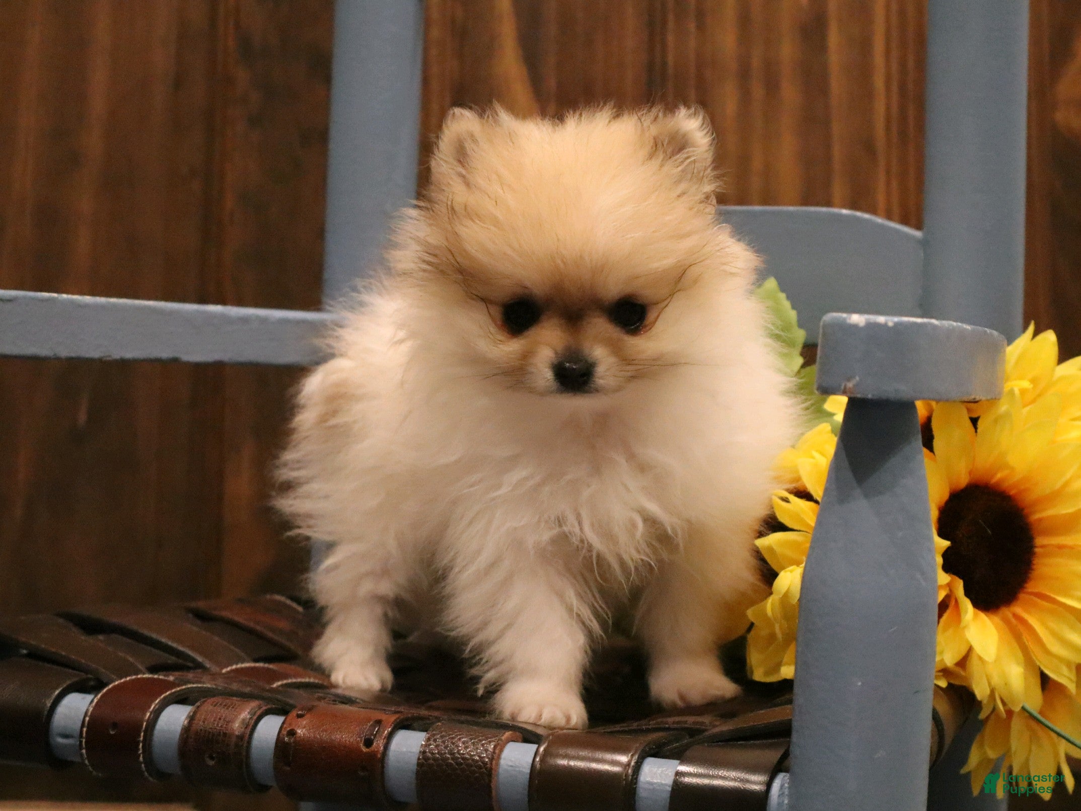 Pomeranian dogs Minnie - Ad 1