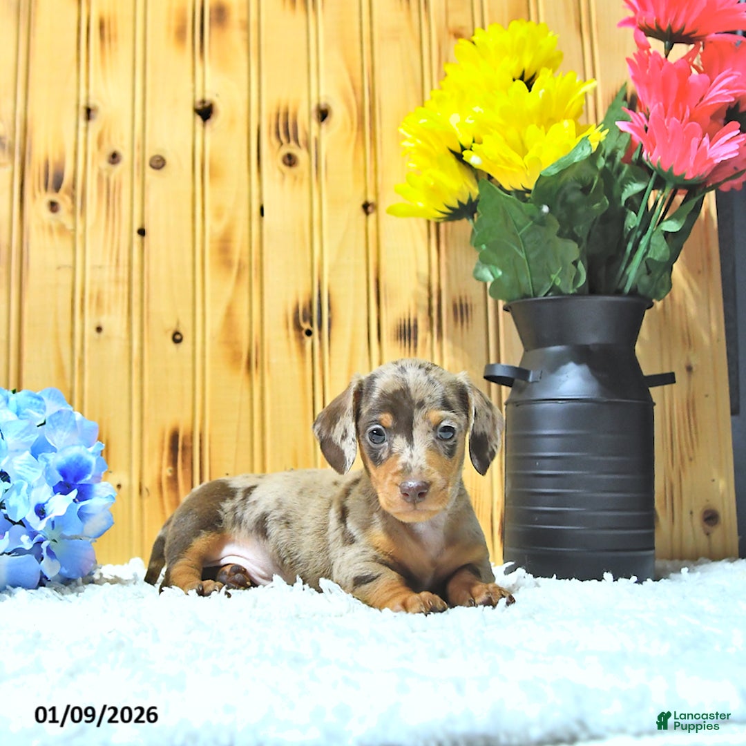 Miniature Dachshund dogs for sale: Major - Ad 4