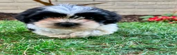 Teddy Bear dogs for sale: Camilla - Ad 4