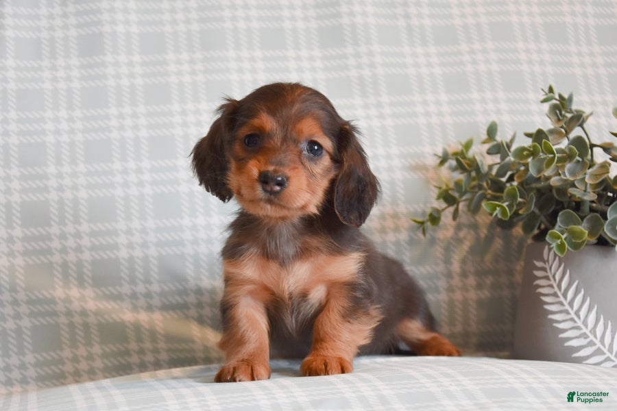 Miniature Dachshund dogs Blossom - Ad 1