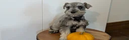 Miniature Schnauzer dogs for sale: Clover - Ad 5
