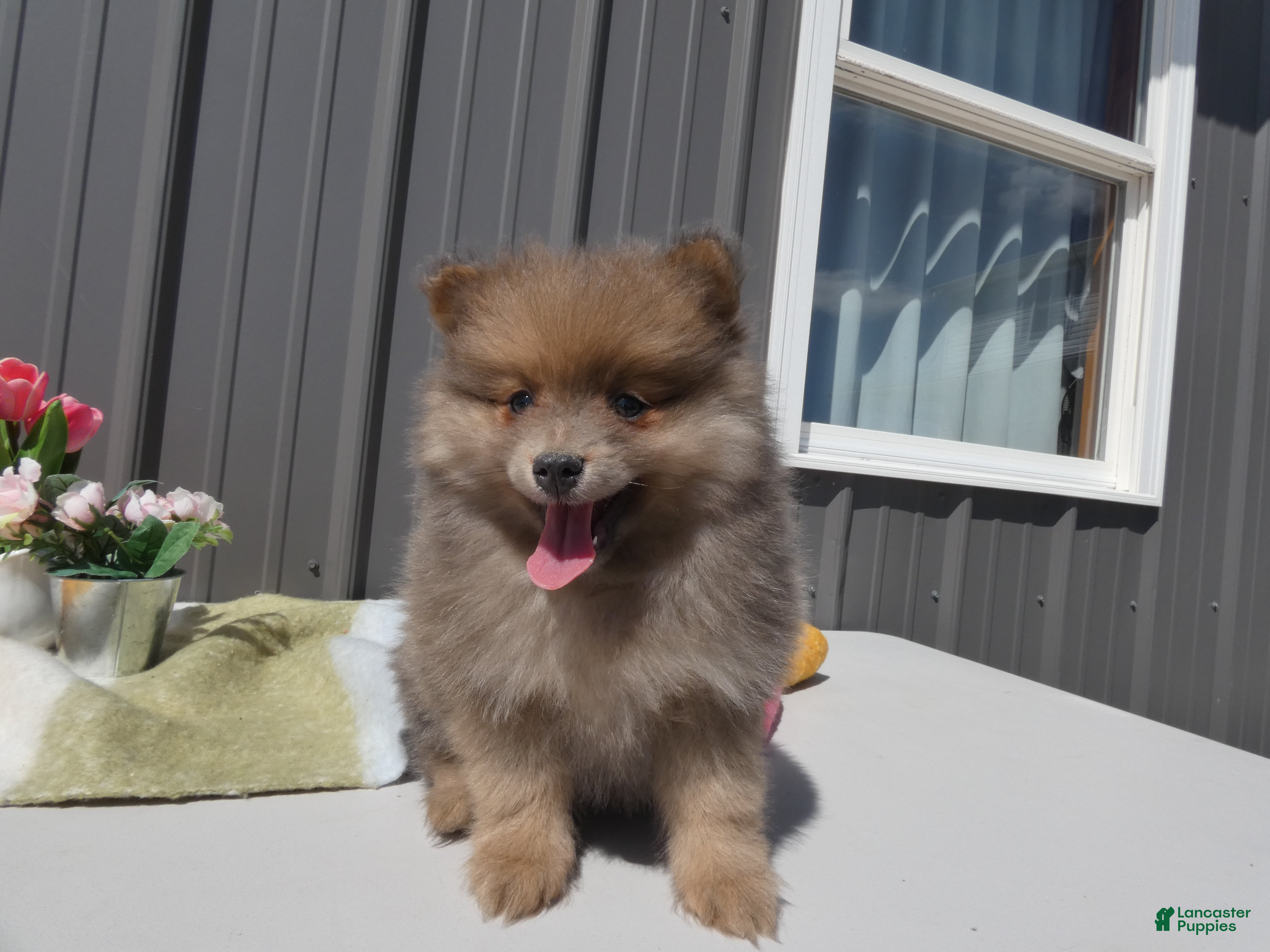 Great Pyrenees dogs Great Pyrenees Puppy 3 Lizzie - Ad 15