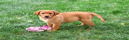 Labrador Retriever dogs for sale: Claudia - Ad 4