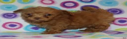 Toy Poodle dogs for sale: Double T apricot male - Ad 4