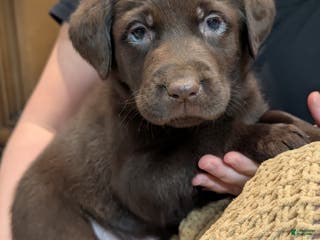 Labrador Retriever dogs Swiss - Ad 30