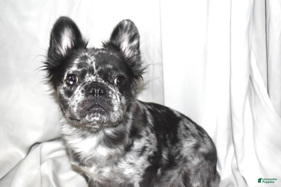 French Bulldog dogs for sale: Blue Tri Fluffy French Bulldog  - Ad 2