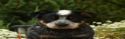 Australian Cattle Dog dogs for sale: Collin - Ad 5