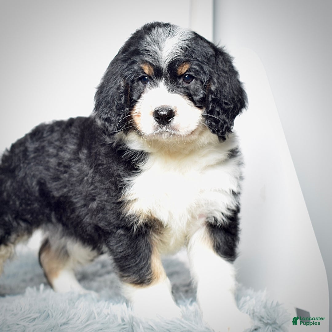 Bernedoodle dogs for sale: Ms. Tessa - Ad 6