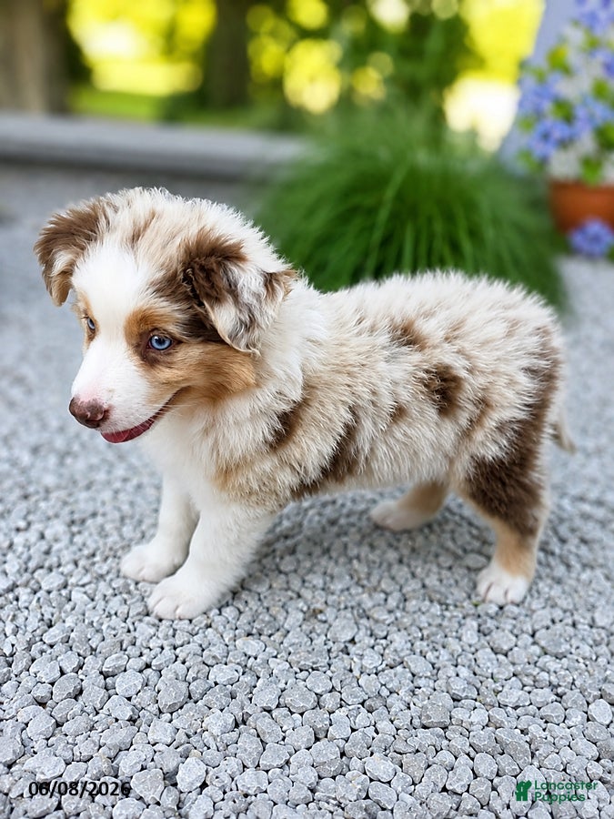 Australian Shepherd dogs Murphy - Ad 2
