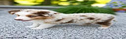 Australian Shepherd dogs for sale: Murphy - Ad 2