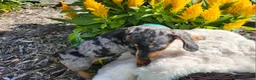 Miniature Dachshund dogs for sale: Sterling  - Ad 6