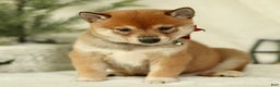 Shiba Inu dogs for sale: Bandit - Ad 1