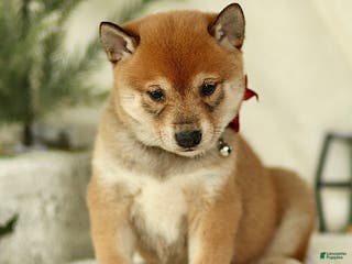 Shiba Inu dogs Bandit - Ad 23