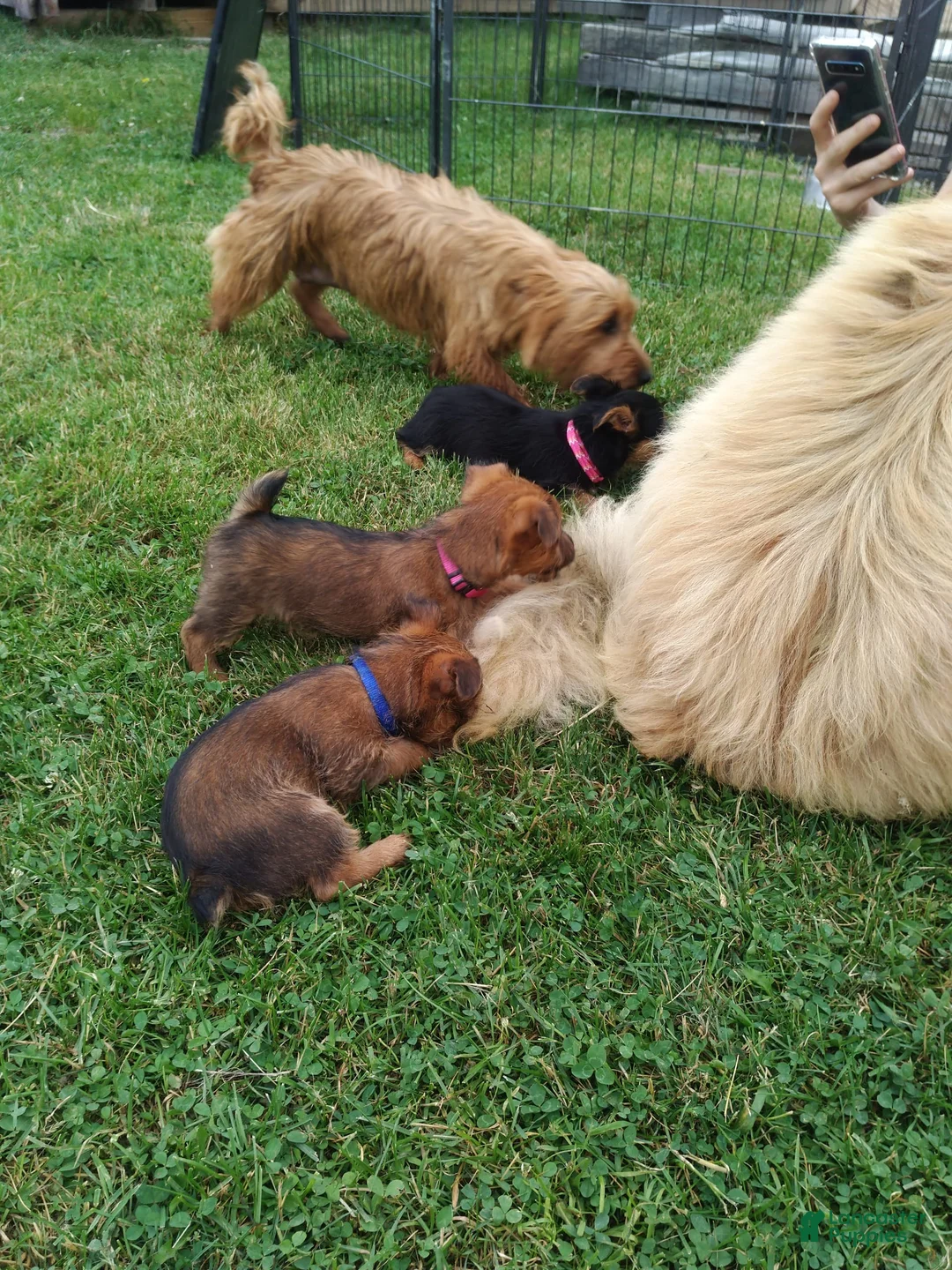 Gallery Image {{count}}