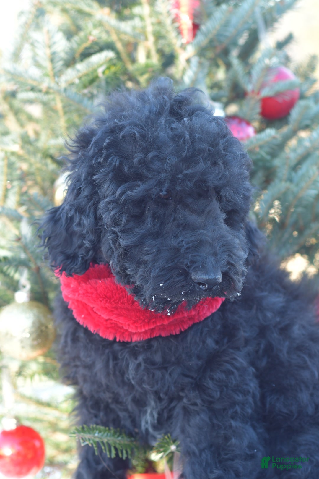 Standard Poodle dogs for sale: Cole - Ad 7
