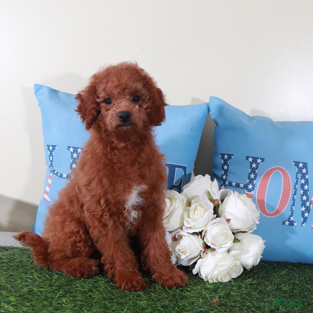 Mini Goldendoodle dogs Ruby-Gorgeous Female Mini Goldendoodle Puppy - Ad 1