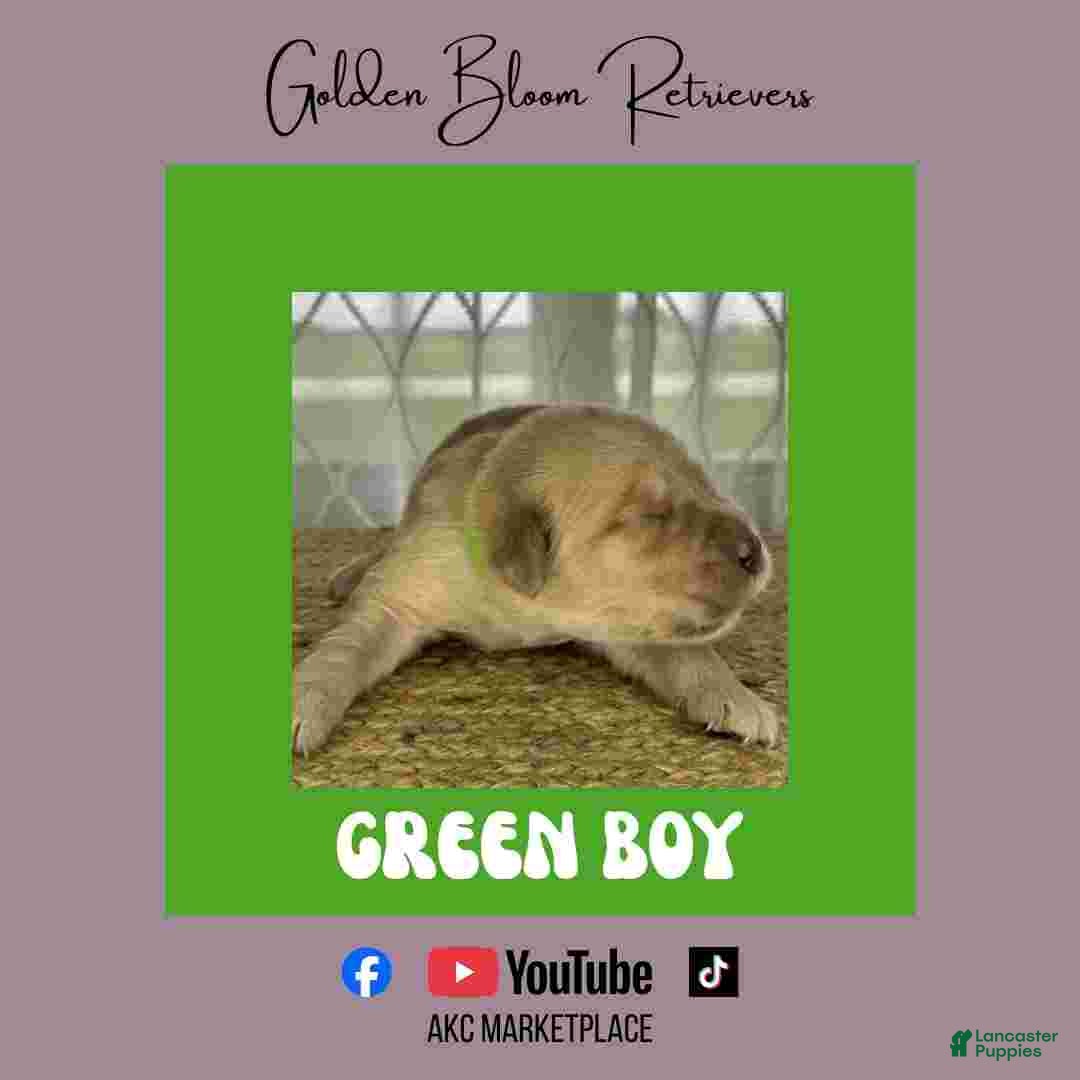Golden Retriever dogs Green Boy - Ad 18