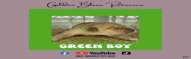 Green Boy