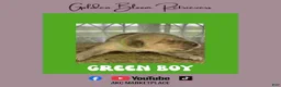 Golden Retriever dogs for sale: Green Boy - Ad 1
