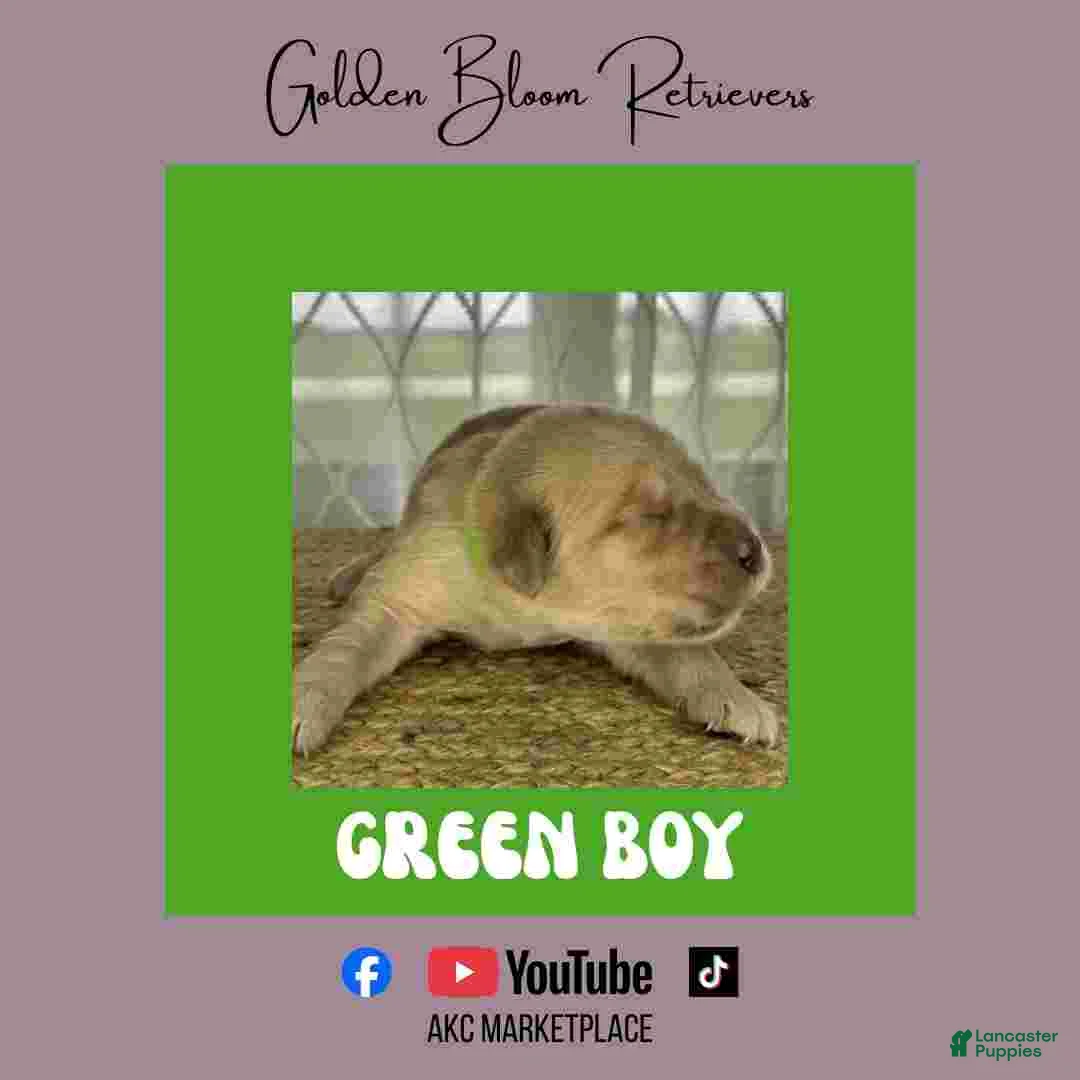 Golden Retriever dogs for sale: Green Boy - Ad 1