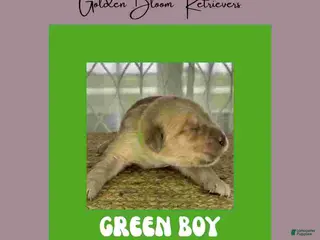 Golden Retriever dogs Green Boy - Ad 18