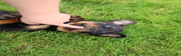 Rottweiler dogs for sale: Bear - Ad 9