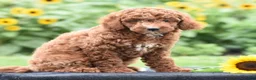 Miniature Poodle dogs for sale: Linnie - Ad 3