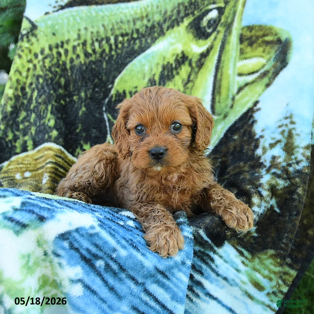 Cavapoo dogs for sale: Miles - Ad 3