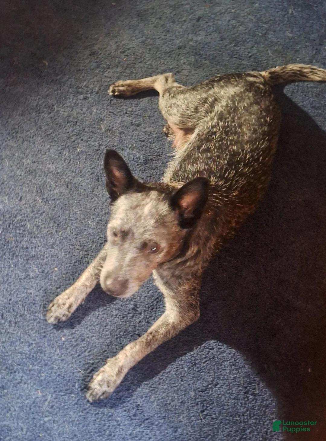 Australian Cattle Dog dogs for sale: Australian Cattle Dog 3 - Ad 2