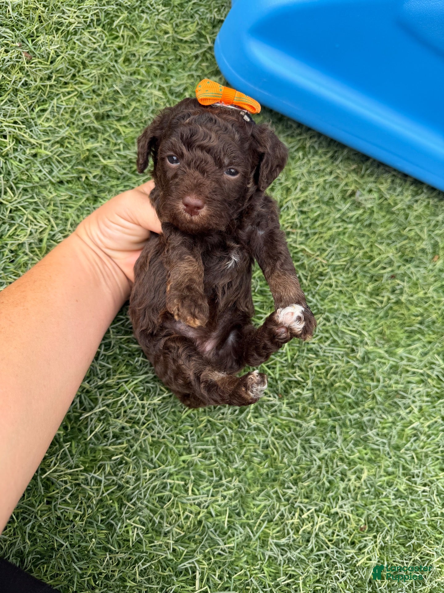 Miniature Poodle dogs Akc Clear 🧬 tested Chocolate Phantom 🩷 - Ad 4