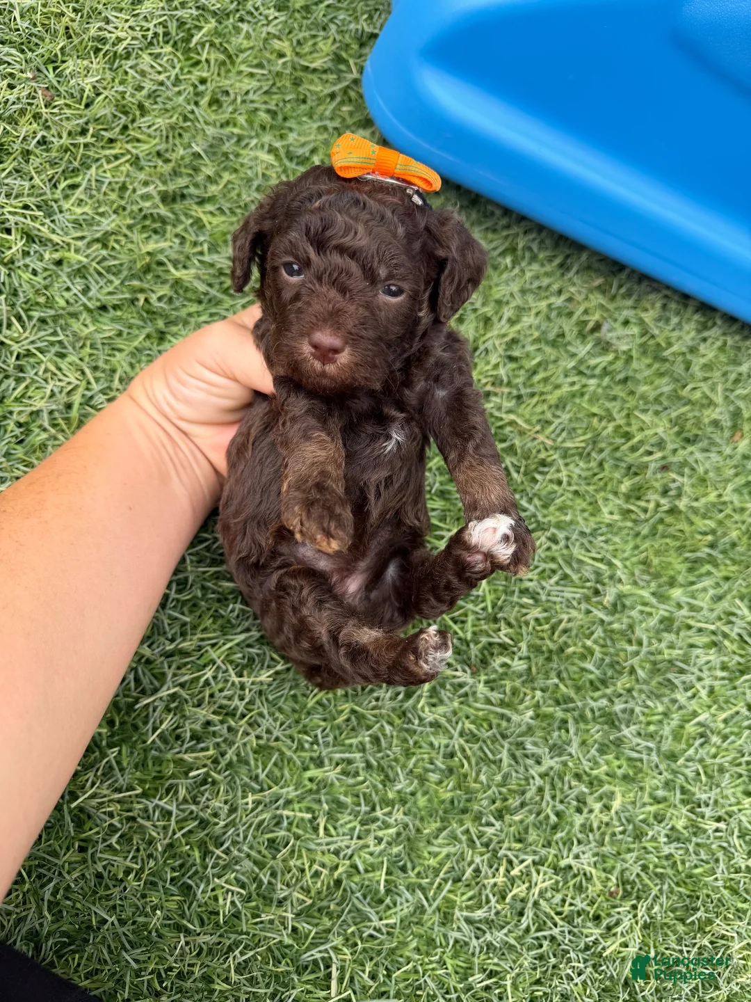 Miniature Poodle dogs for sale: Akc Clear 🧬 tested Chocolate Phantom 🩷 - Ad 1