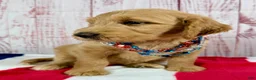 Goldendoodle dogs for sale: Skye - Ad 2