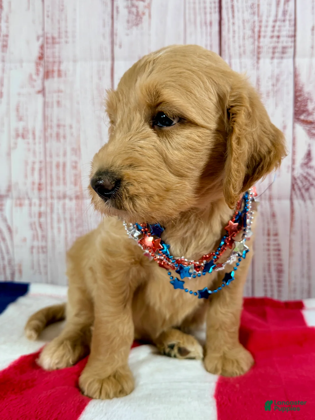 Goldendoodle dogs for sale: Skye - Ad 2