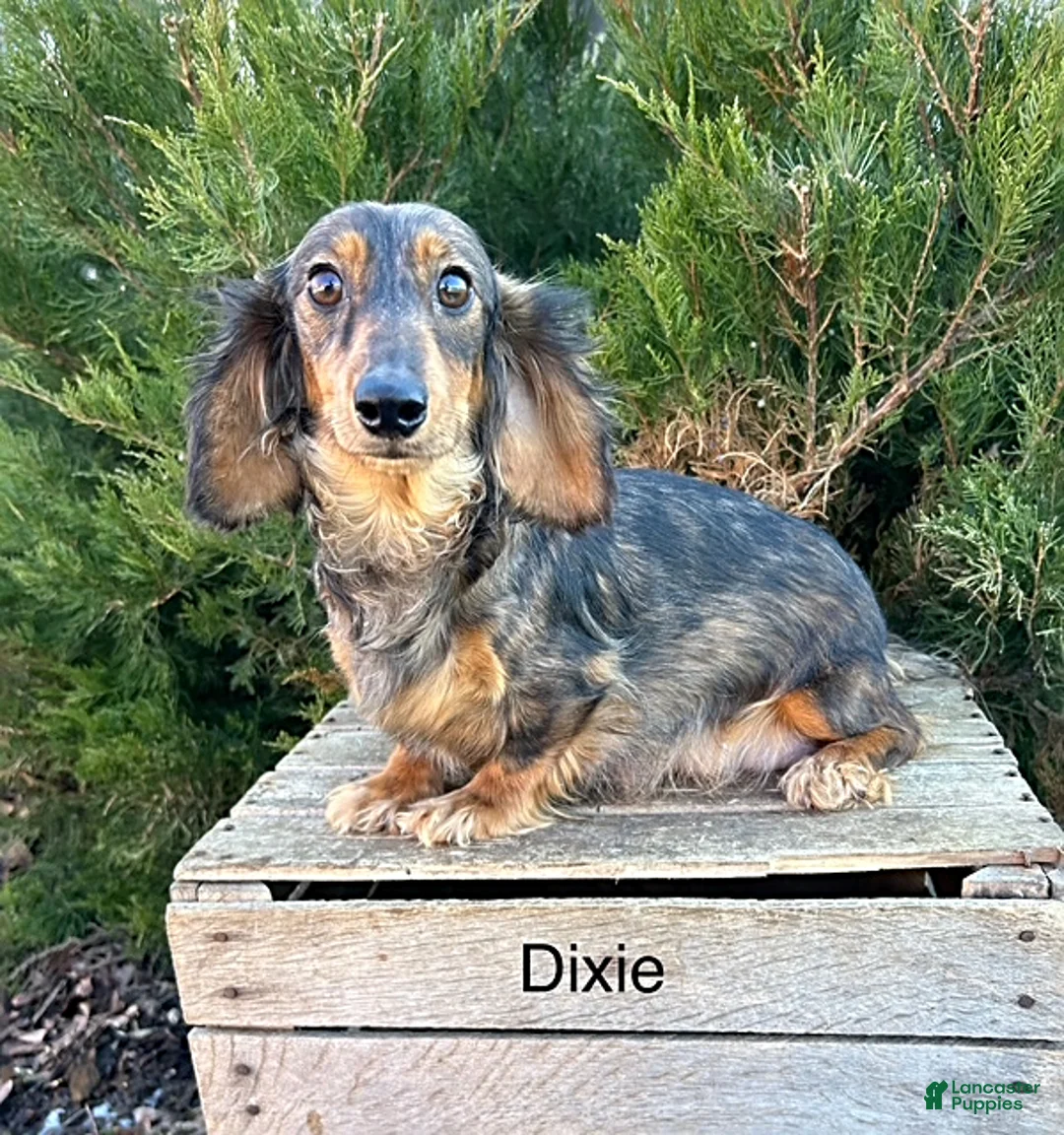 Dachshund dogs for sale: Dakota - Ad 4