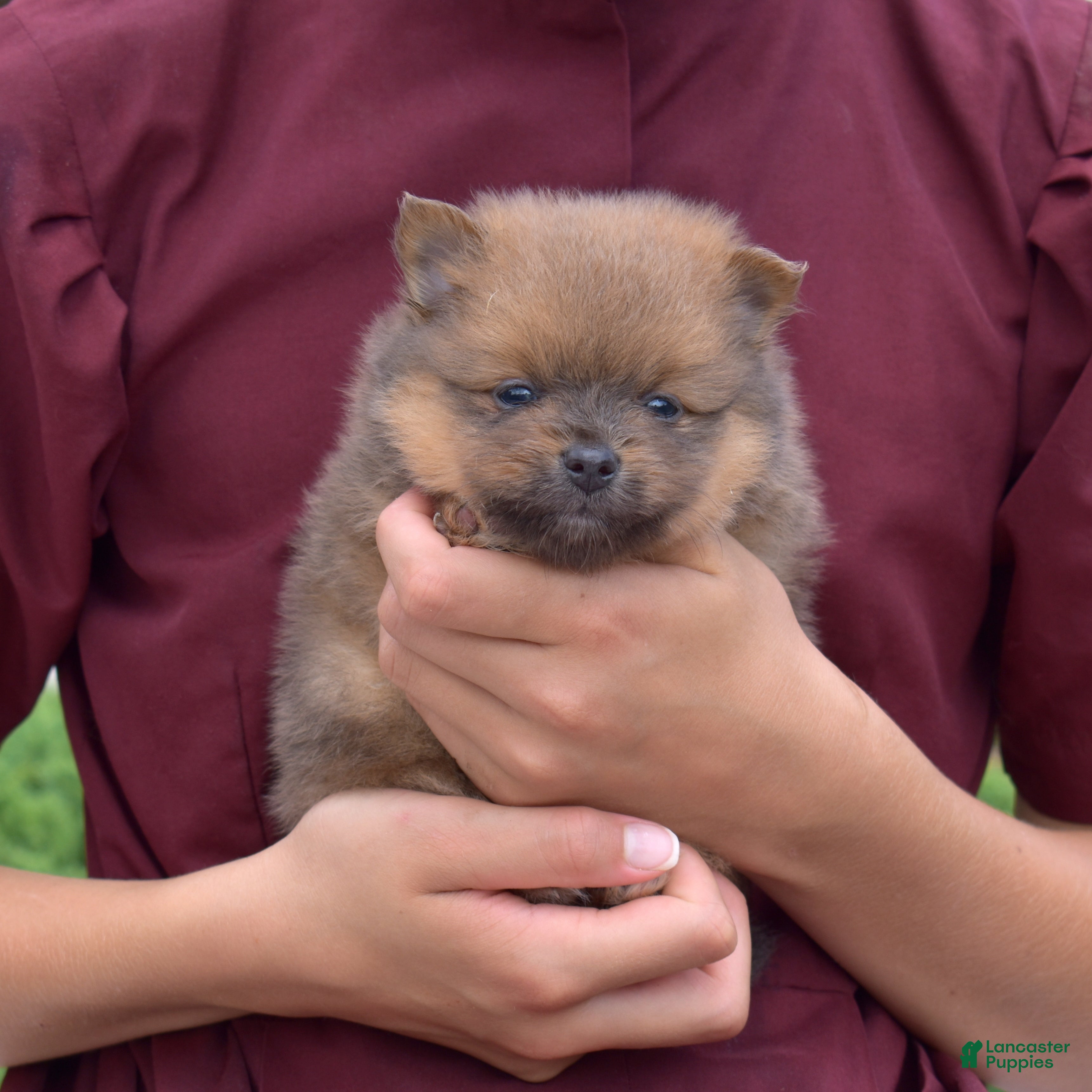 Pomeranian dogs Bear - Ad 9