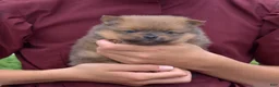 Pomeranian dogs for sale: Bear - Ad 1